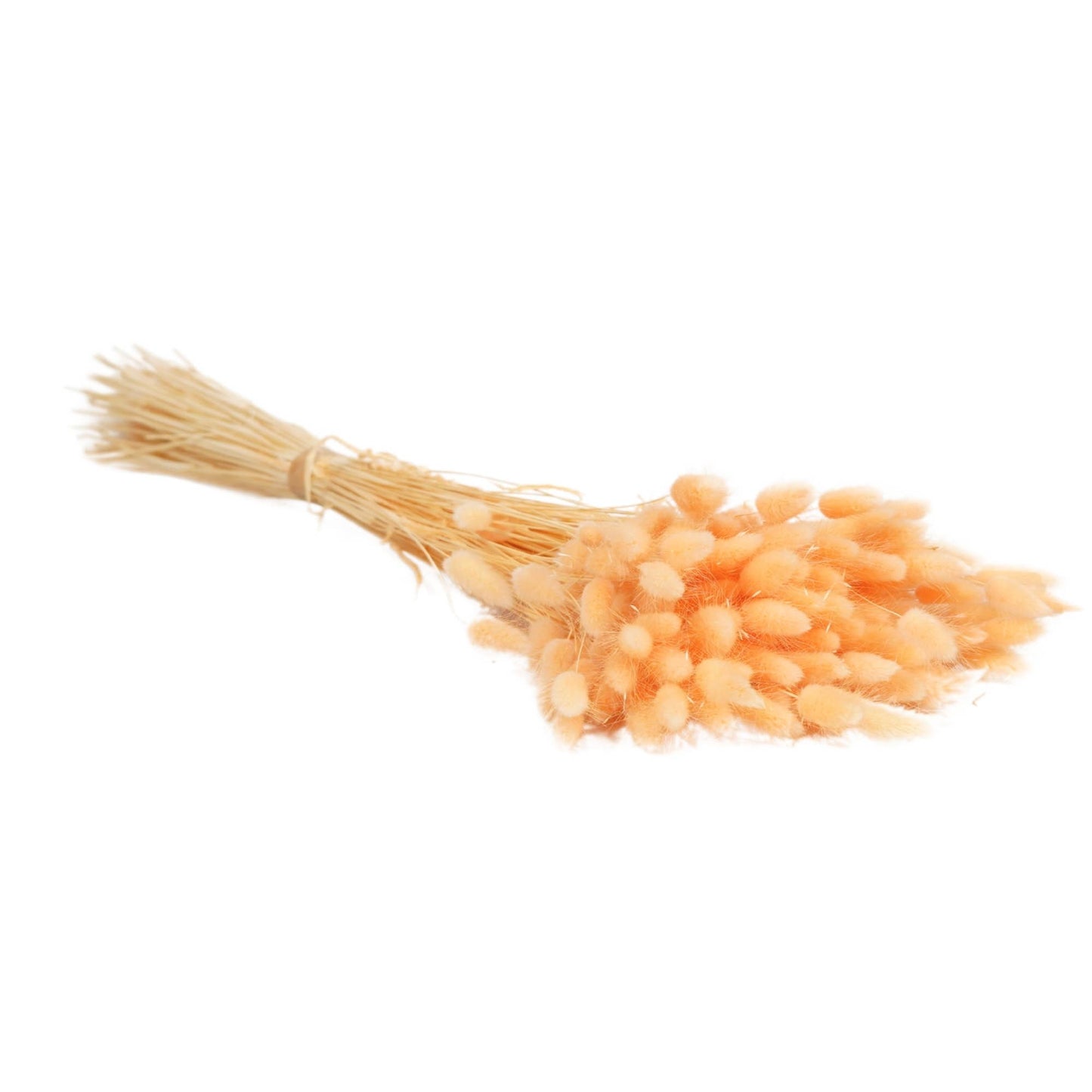 Flores secas - Lagurus Peach