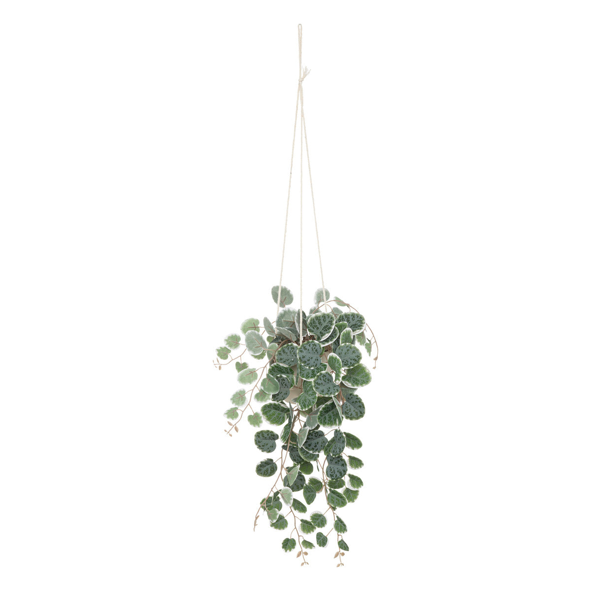 Planta Colgante Bea