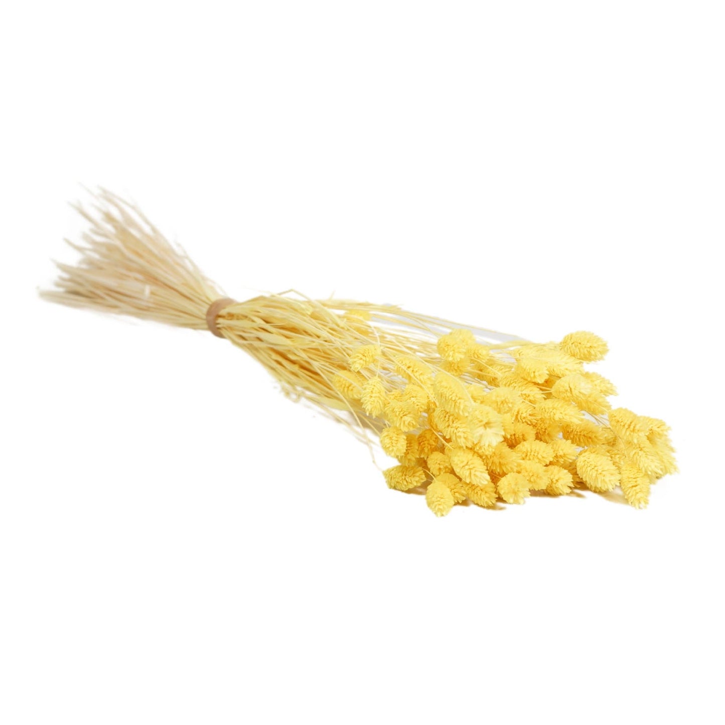 Flores secas - Phalaris Light Yellow