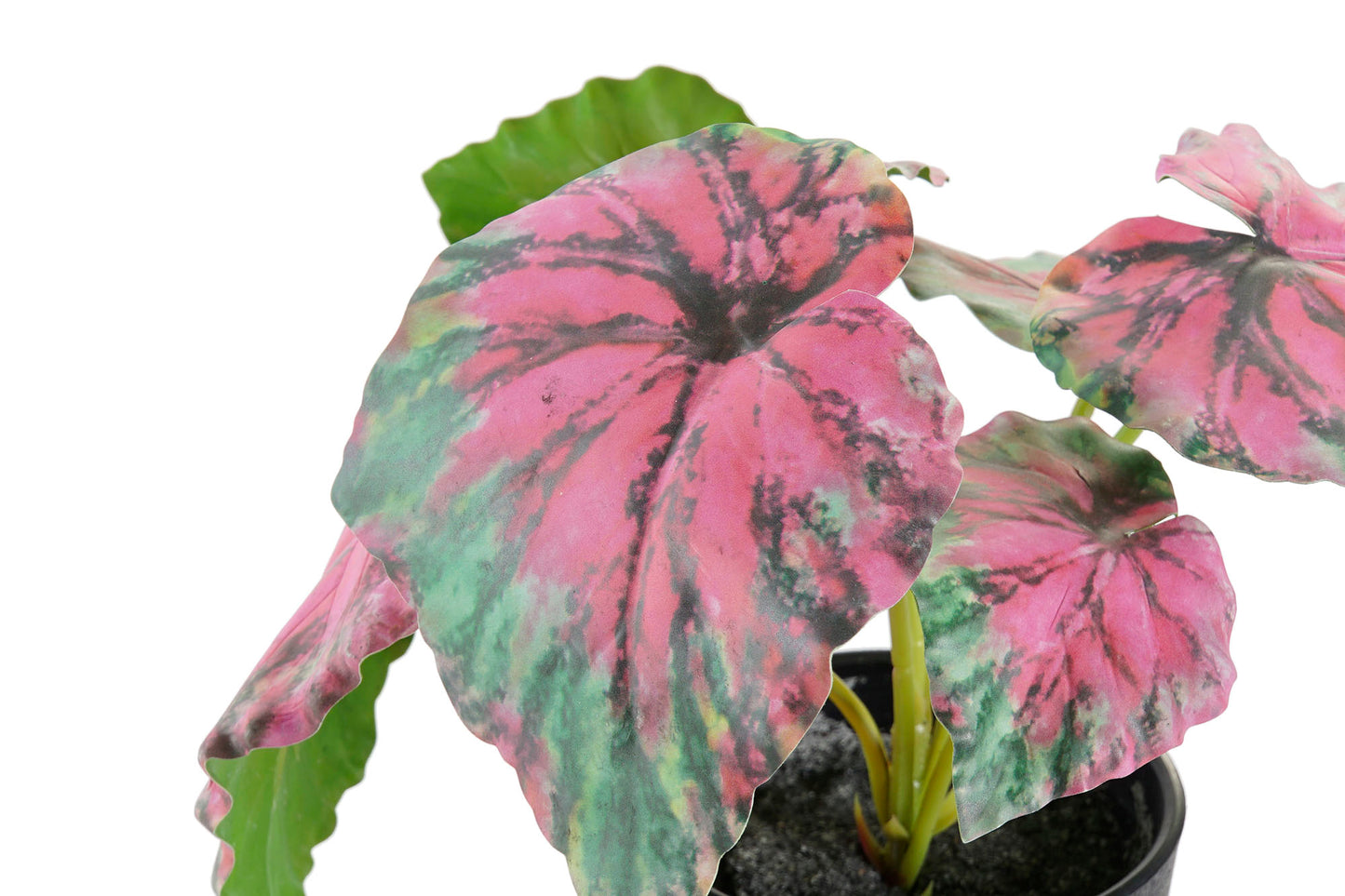 Planta Calathea