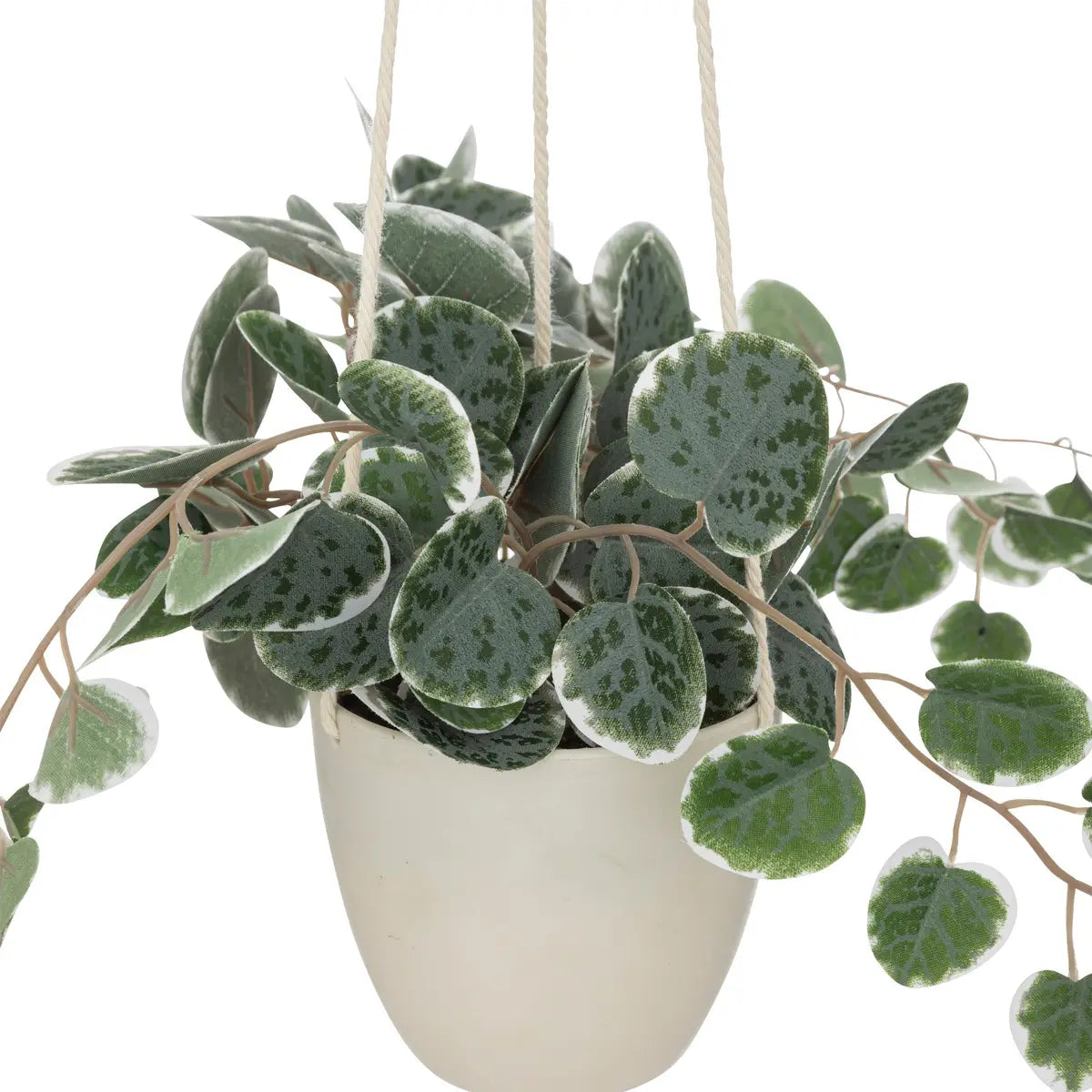 Planta Colgante Bea
