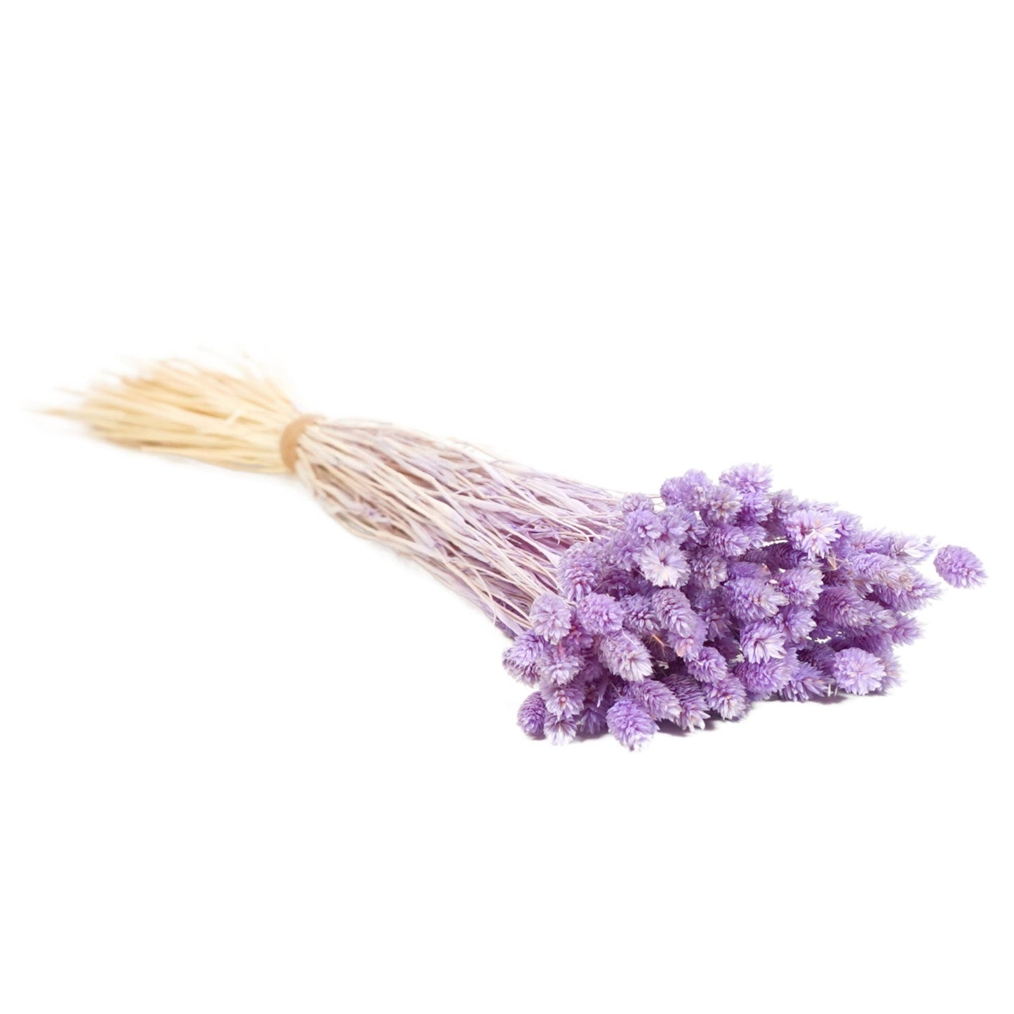 Flores secas - Phalaris Lilac