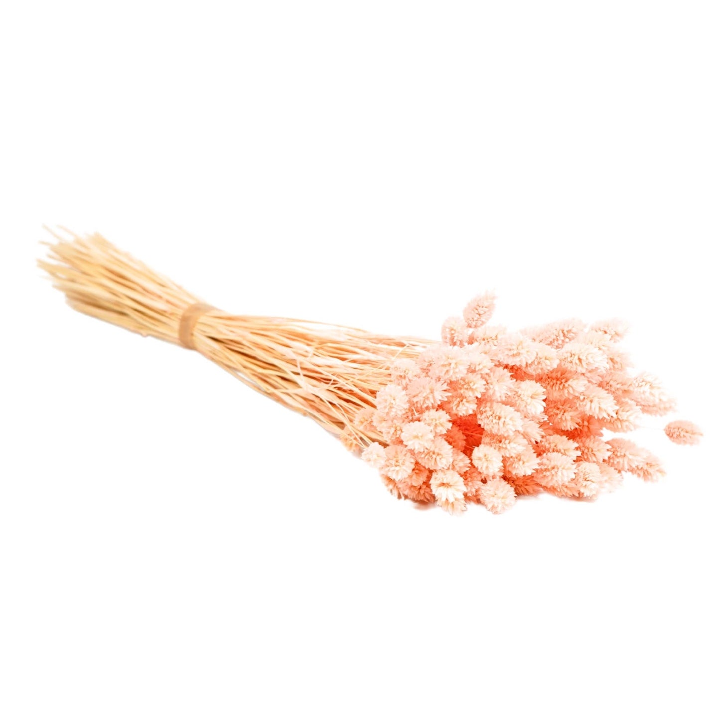 Flores secas - Phalaris Pink Pastel