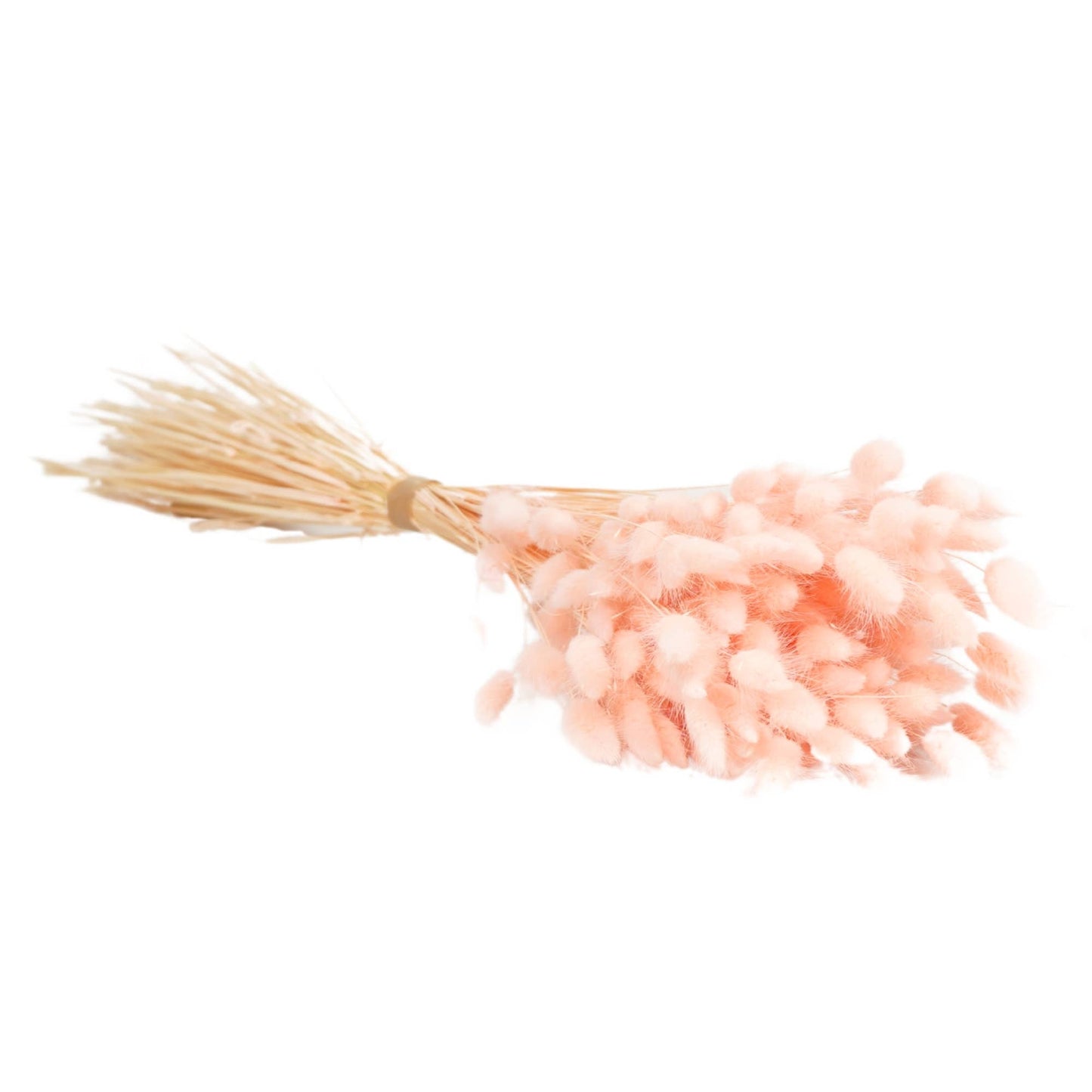 Flores secas - Lagurus Pink Pastel
