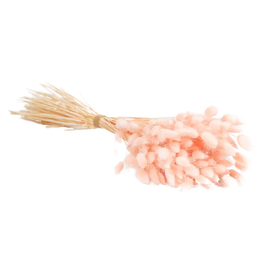 Flores secas - Lagurus Pink Pastel