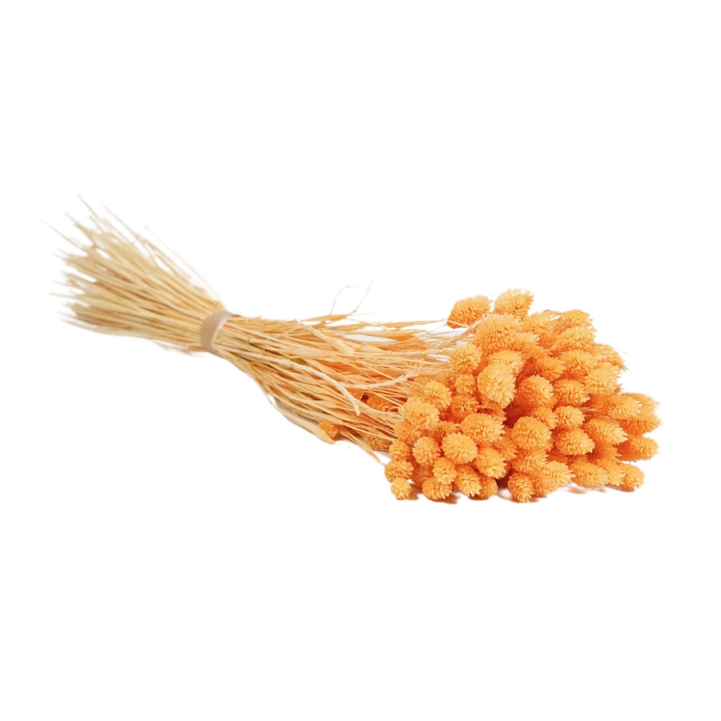 Flores secas - Phalaris Peach