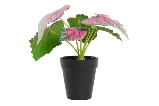 Planta Calathea