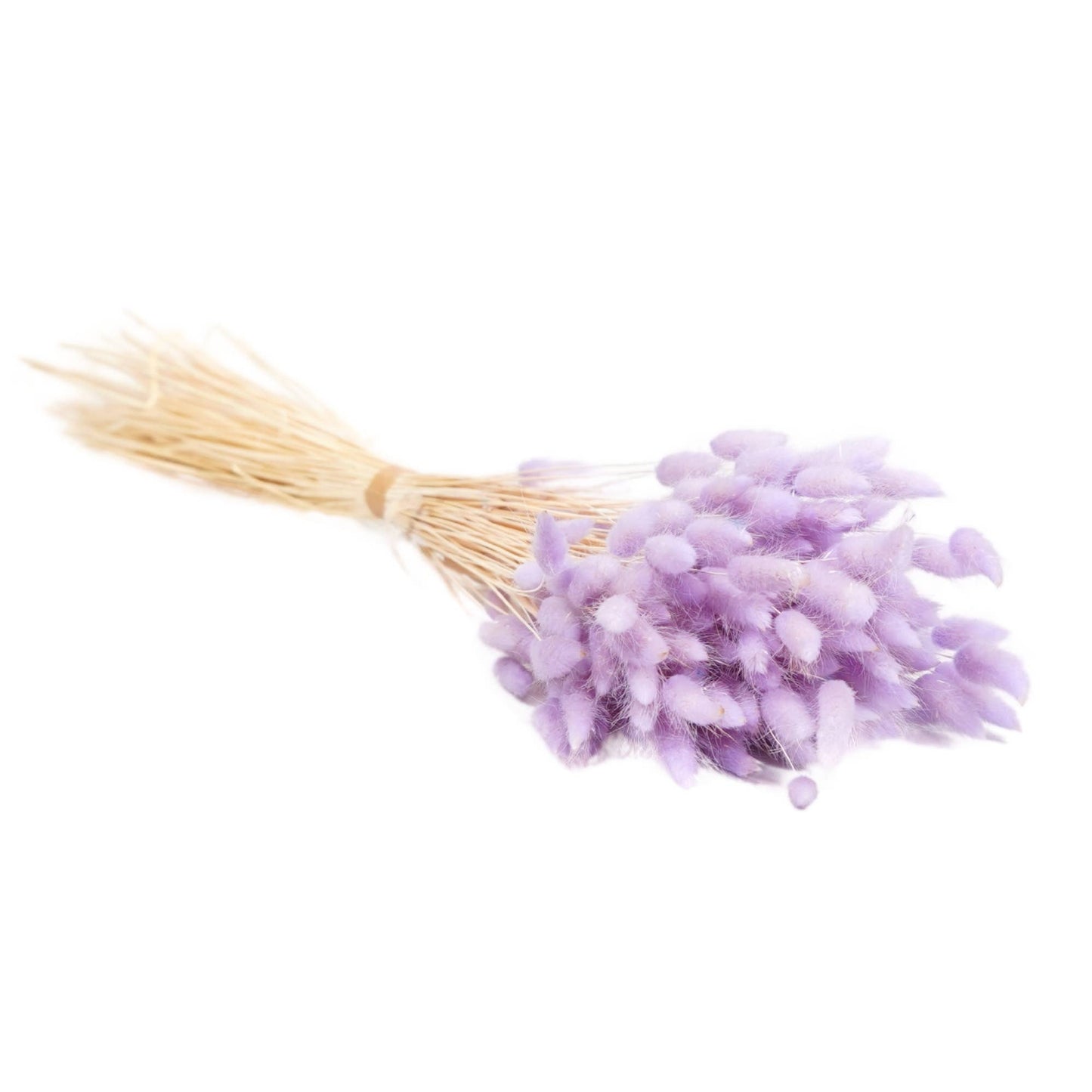 Flores secas - Lagurus Lilac Pastel