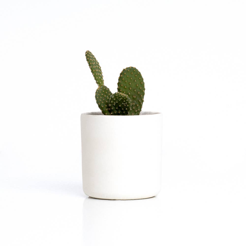 The Cactus: Mrs Cactus