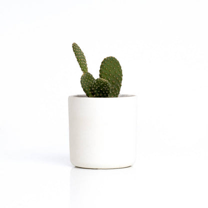 The Cactus: Mrs Cactus