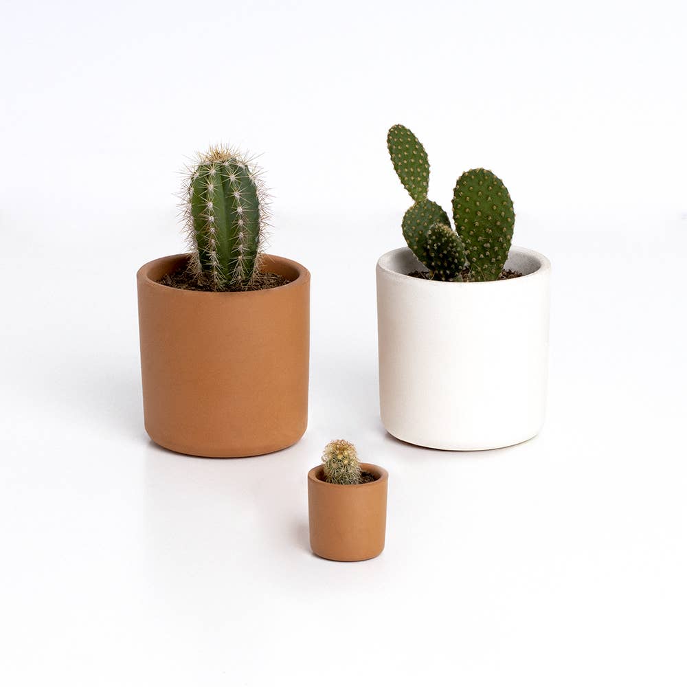 The Cactus: Mrs Cactus