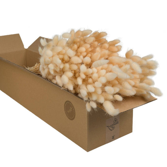 Flores secas - Lagurus Bleached