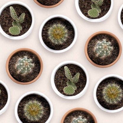The Cactus: Mrs Cactus